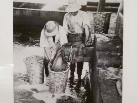 LAVORAZIONE PISCO 2