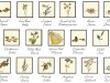 BOTANICALS