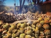 COTTURA AGAVI PER MEZCAL